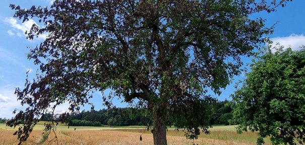 Baum Wiese Himmel Wolken 