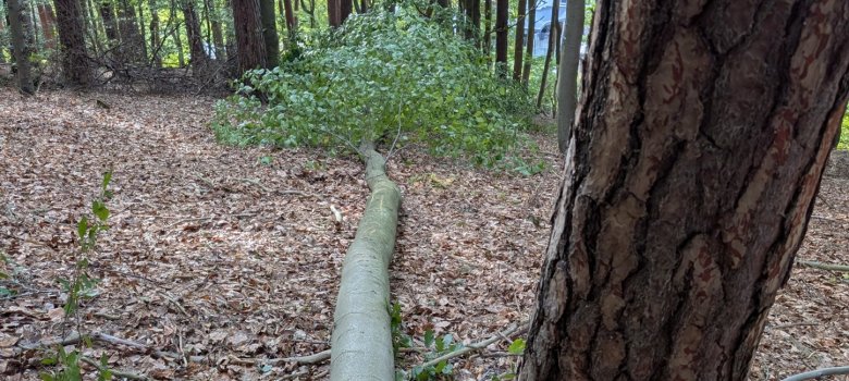 gefällter Baum liegt am Boden