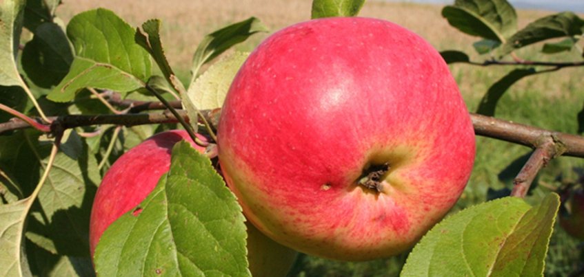Apfel Alkmene