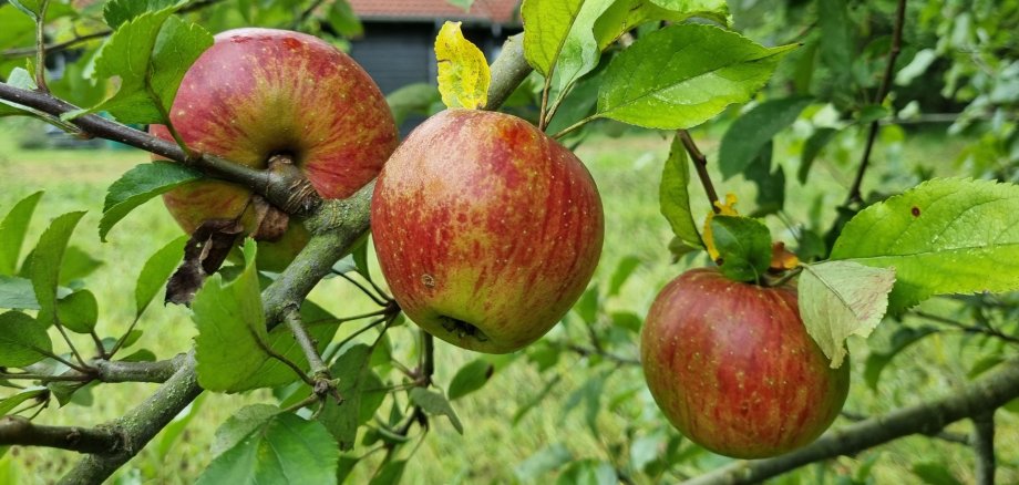 Äpfel hängen an einem Ast