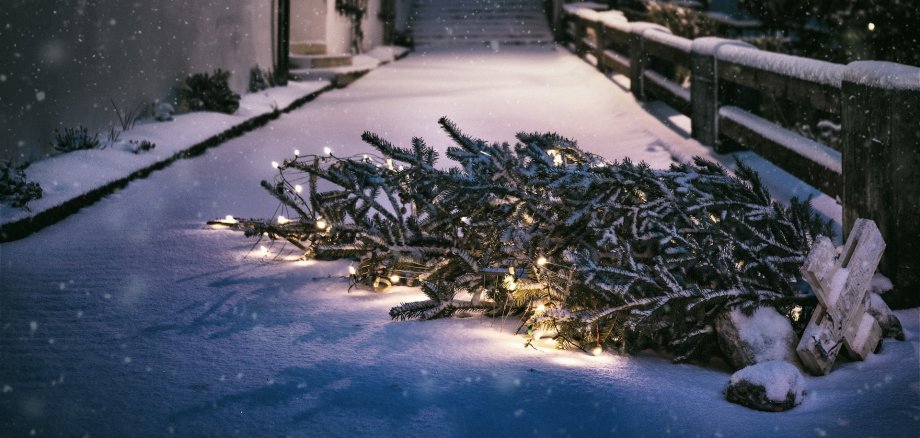 Weihnachtsbaum