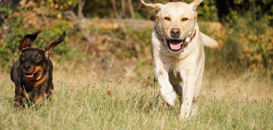 Zwei Labradore laufen auf der Wiese