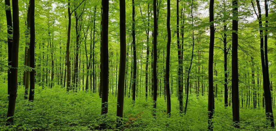 Wald Bäume Blätter Baumstämme