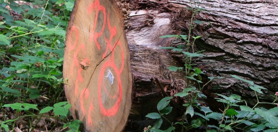 Holzstamm Blätter Baum