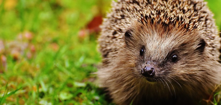 Igel